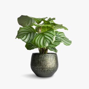 ExoticRarePlants Calathea Orbifolia Ornamental Rare Plant