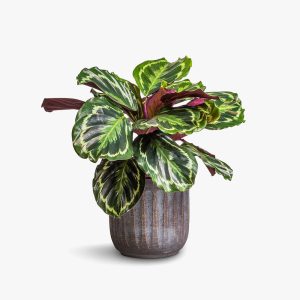 Pedpoudhe Calathea Rospicta Plants