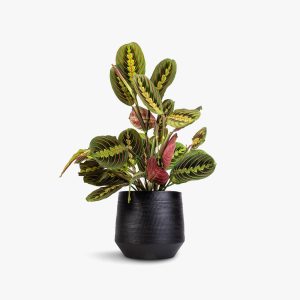 Thorsen's Greenhouse Red Prayer Plant