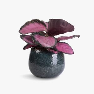 Root Bridges Calathea 'Rosey' Plant