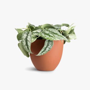 Royal Land Rare Indoor Plant Exotica Satin Money Plant