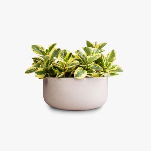 OhhSome Table Plant Peperomia Obtusifolia Plant