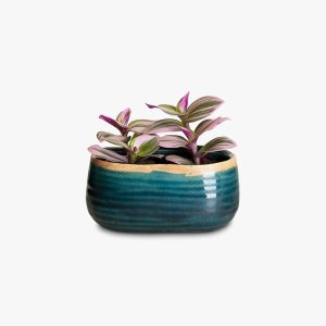 Tiny Store Self Watering Plant Pots Automatic Water Solution