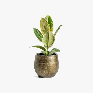 Shaktism Rubber Artificial Plant Big Ornamental Plant