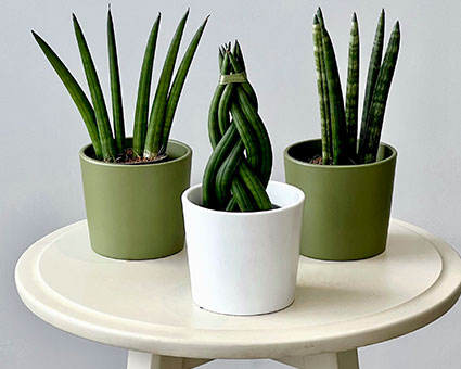 Indoor Plants
