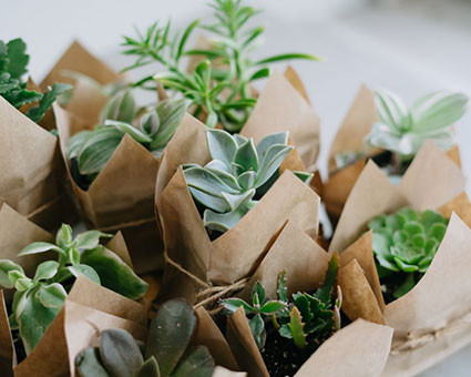 Outdoor Plants