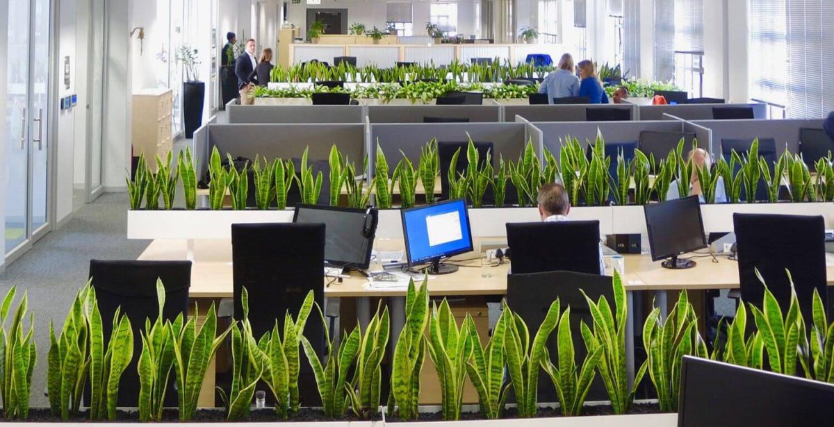 Office plant renting service