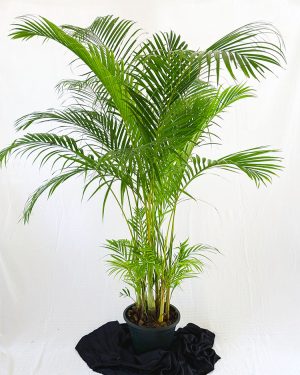 cane palms large indoor and outdoor potted plants in sri lanka