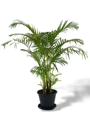 Cane palm indoor and outdoor plants for sale in Sri Lanka