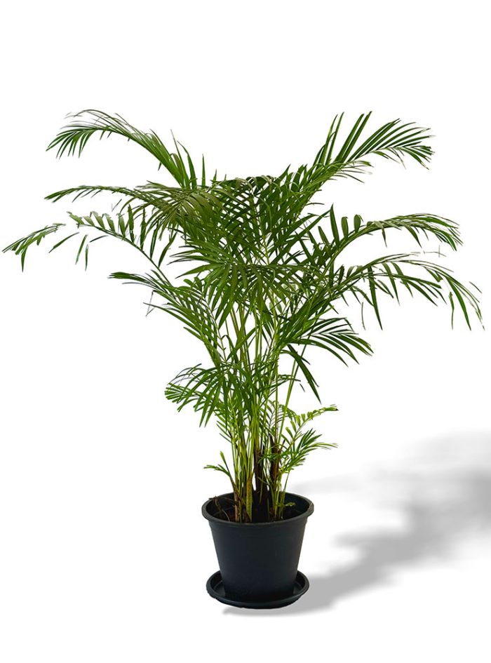 Cane palm indoor and outdoor plants for sale in Sri Lanka