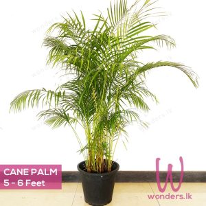 Cane palm indoor and outdoor focal plant in sei lanka