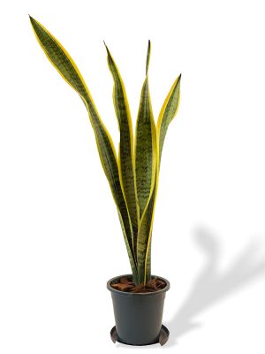 Sansevieria Laurentii Size 4 for sale in Sri Lanka