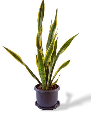 Sansevieria Laurentii size 4 for sale in Sri Lanka
