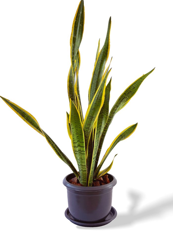 Sansevieria Laurentii size 4 for sale in Sri Lanka