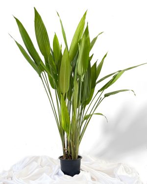 Thaliyodi small indoor and outdoor plants with big green leaves