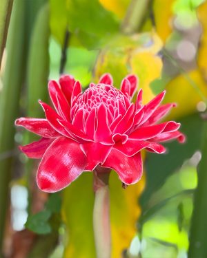 Heliconia ginger red plants for sale in sri lanka