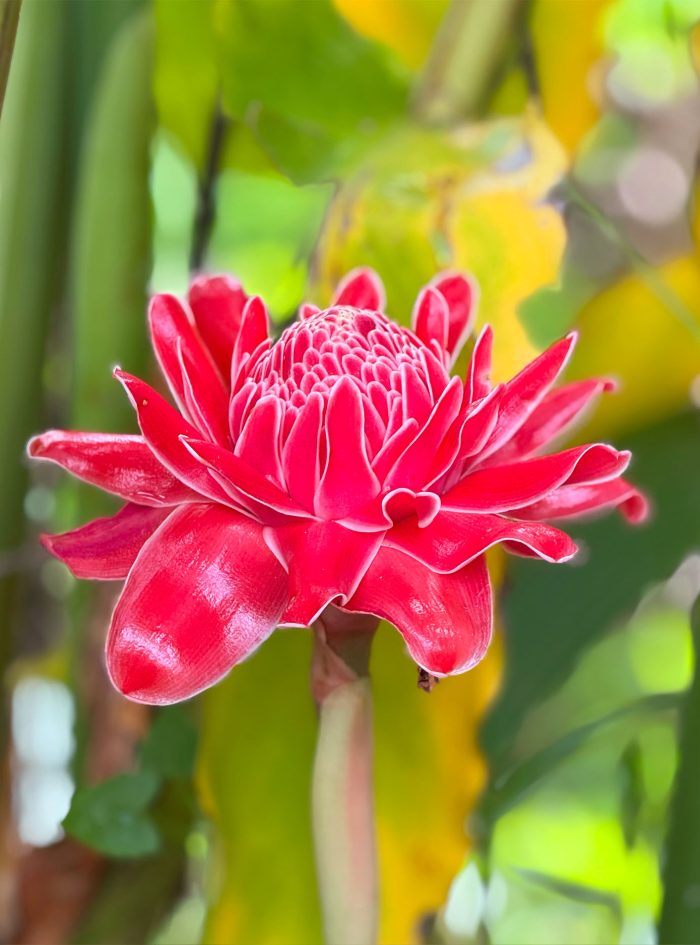 Heliconia ginger red plants for sale in sri lanka