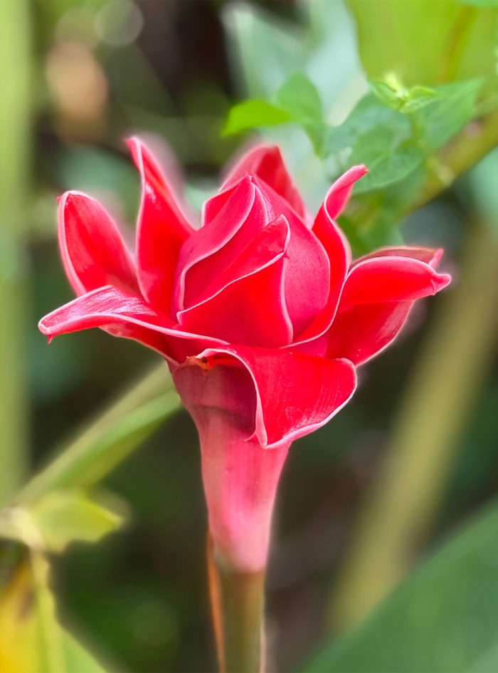 Heliconia Ginger 3