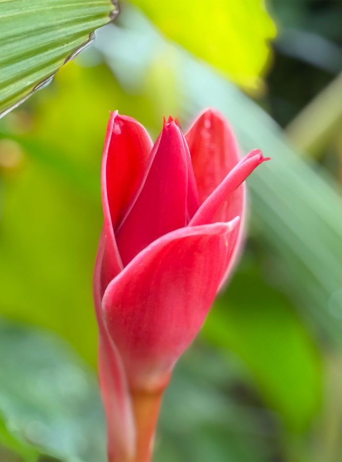 Heliconia Ginger 4
