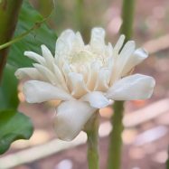 Heliconia ginger white siddhartha plants for sale in sri lanka