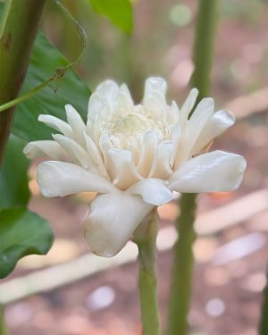 Heliconia ginger white siddhartha plants for sale in sri lanka