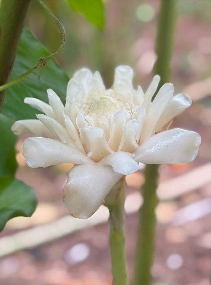Heliconia ginger white siddhartha plants for sale in sri lanka