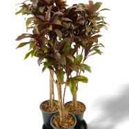 Purple compacta indoor and outdoor plants for sale in sri lanka