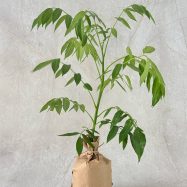 Amberella plant as a gift in Sri Lanka
