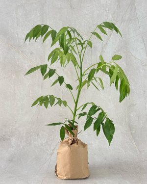 Amberella plant as a gift in Sri Lanka