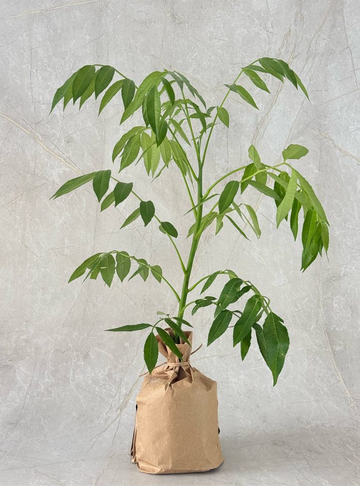 Amberella plant as a gift in Sri Lanka