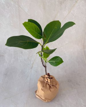 Gini waraka plants for sale and gifting in Sri Lanka
