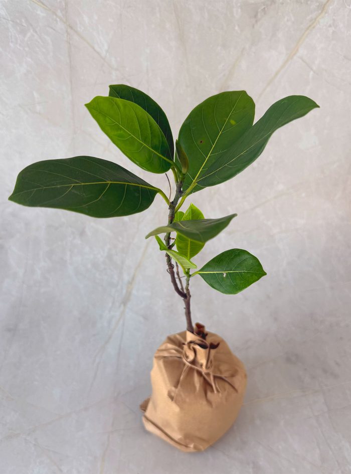 Gini waraka plants for sale and gifting in Sri Lanka