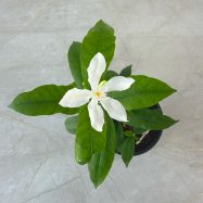 Small Idda plants for sale and gifting in Sri Lanka with delivery