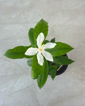Small Idda plants for sale and gifting in Sri Lanka with delivery