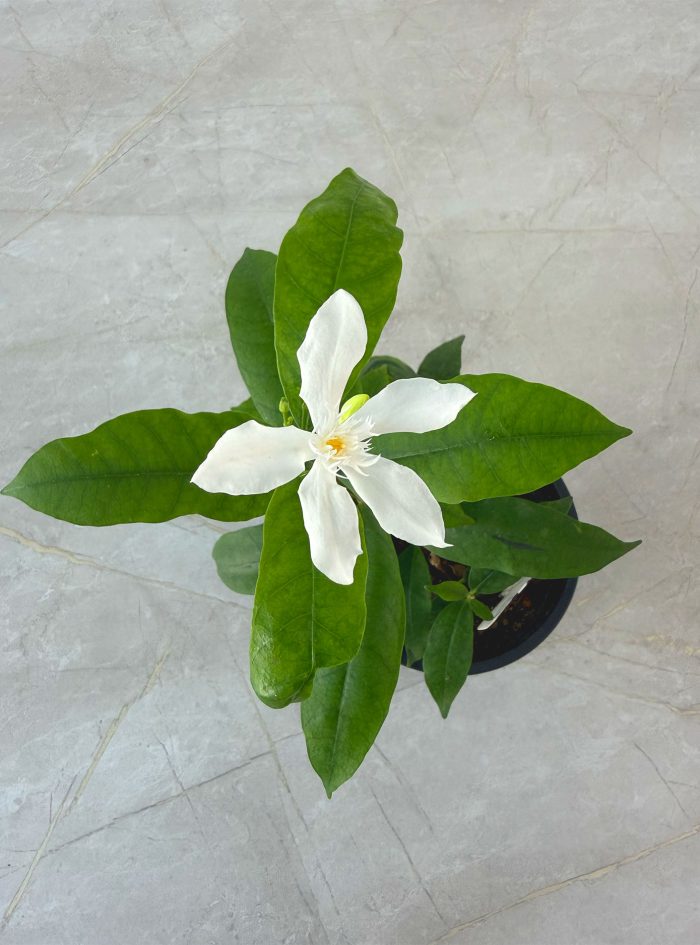 Small Idda plants for sale and gifting in Sri Lanka with delivery