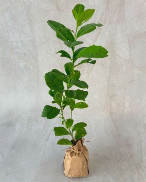 Lemon plants for sale and gifting in Sri Lanka