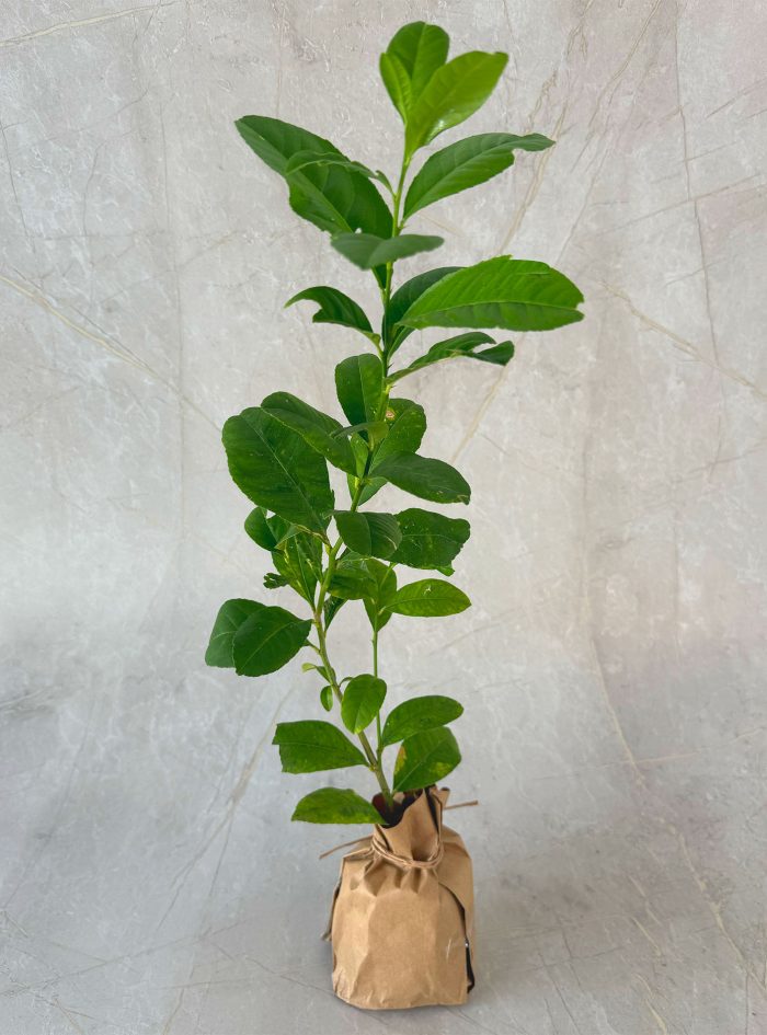 Lemon plants for sale and gifting in Sri Lanka