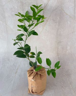 Lime plants for sale and gifting in sri lanka