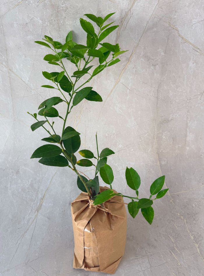 Lime plants for sale and gifting in sri lanka