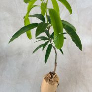 TJC Mango plants for sale and send as a gift in Sri Lanka