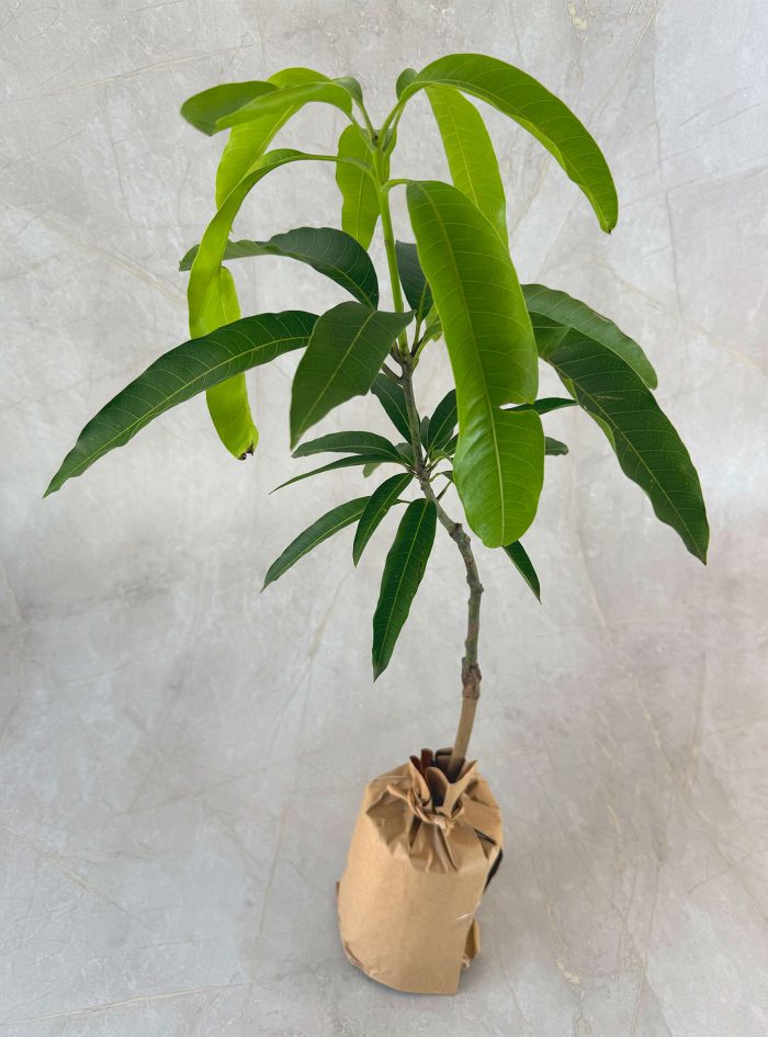TJC Mango plants for sale and send as a gift in Sri Lanka