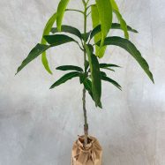 TJC Mango plants for sale and send as a gift in Sri Lanka