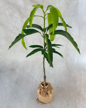 TJC Mango plants for sale and send as a gift in Sri Lanka