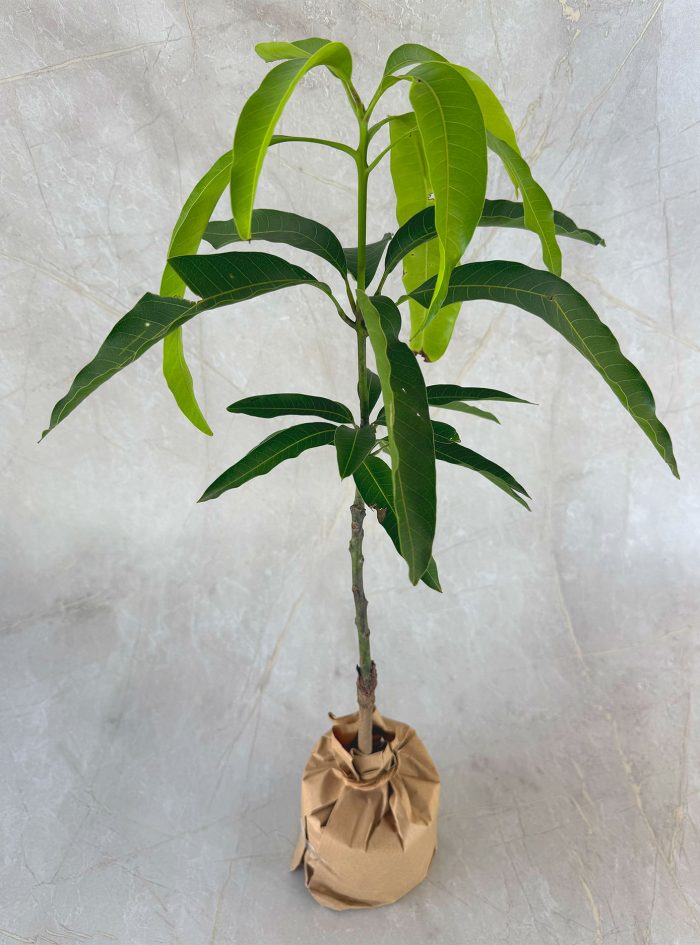 TJC Mango plants for sale and send as a gift in Sri Lanka