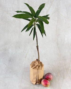 Budded Vilad mango plants in Sri Lanka for purchasing or send as a gift