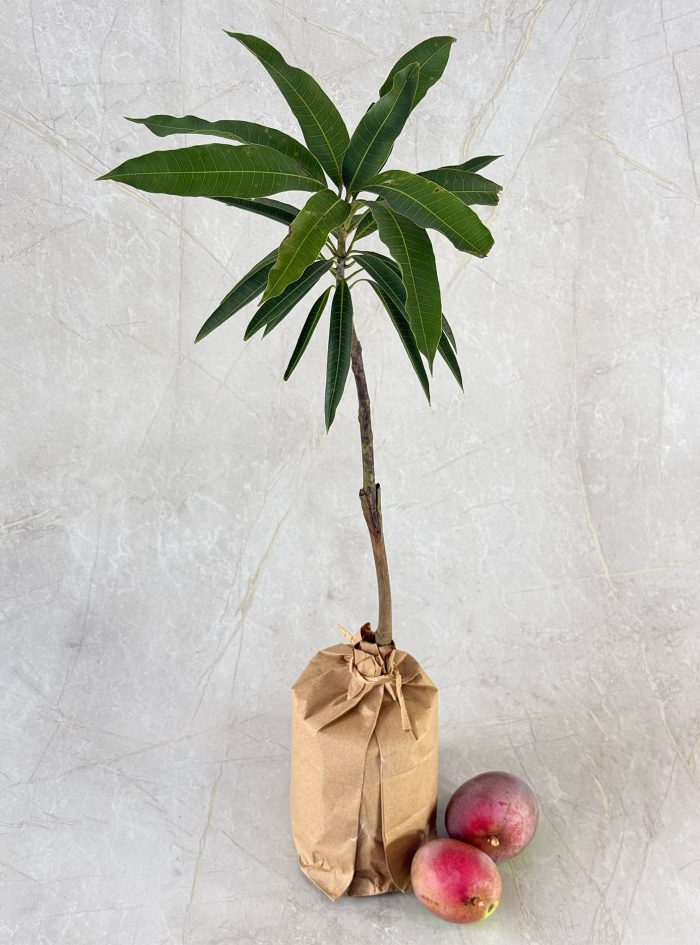 Budded Vilad mango plants in Sri Lanka for purchasing or send as a gift