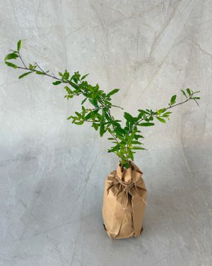 Pomegranate red angel plants for sale and gifting in Sri Lanka
