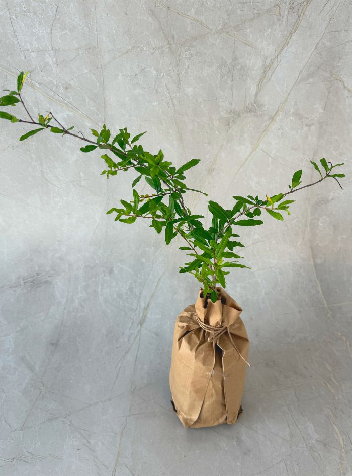 Pomegranate red angel plants for sale and gifting in Sri Lanka