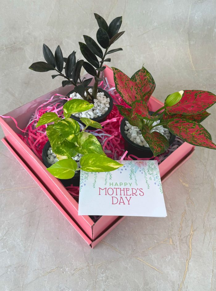 Mothers day plant gift bundle Amma's garden in Colombo Sri Lanka