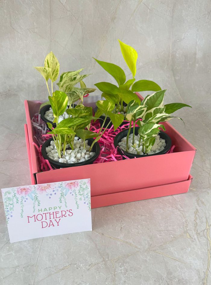 Serenity Gift Box Serenity Mothers day plants gift box for delivery in Colombo Sri Lanka